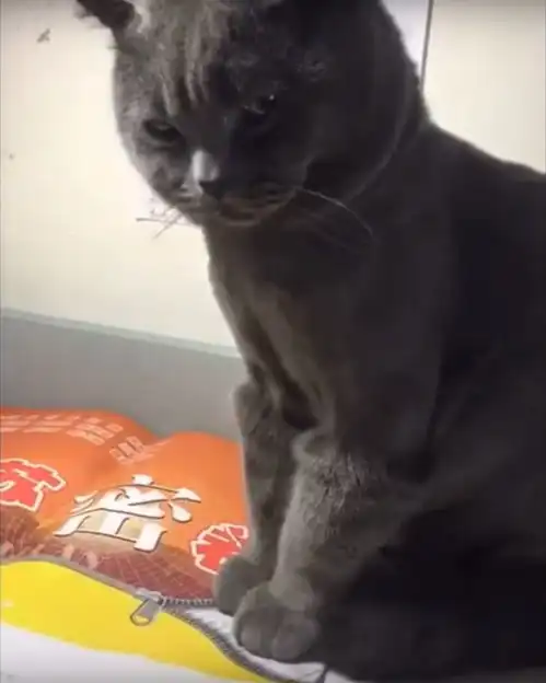猫咪想让写作业的小主人陪玩,被拒绝后,猫咪的表情亮了