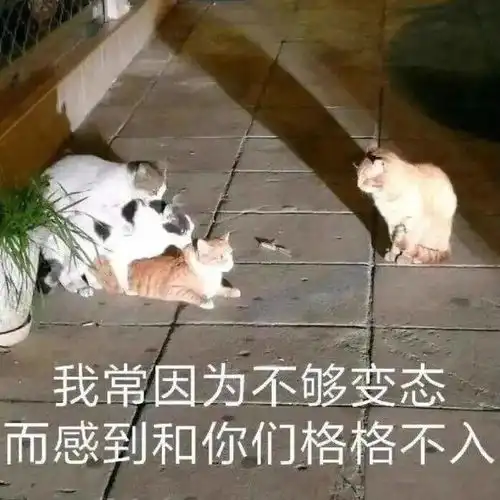第67期喵表情此猫拉屎中,勿看勿进