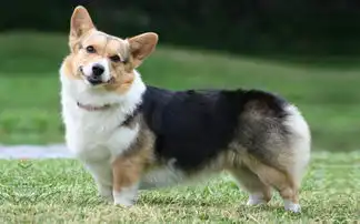 萌宠图片第25期彭布罗克威尔士柯基犬