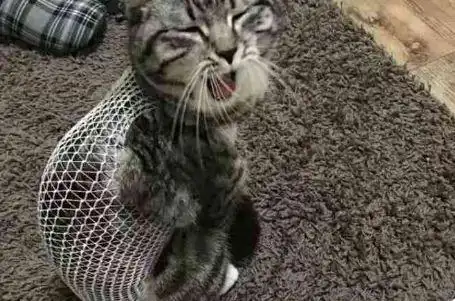 带小猫去绝育,回来后不理人还猛翻白眼