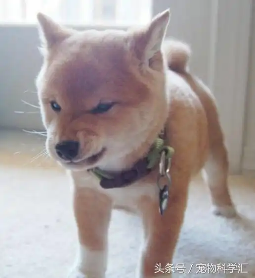 主人为柴犬买了一个新尿垫,柴犬高兴得摆出这表情让人笑喷