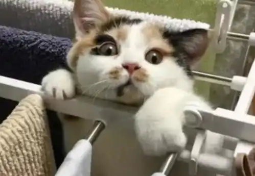主人听到猫咪的求救声,出来一看,顿时就忍不住笑的扶墙走