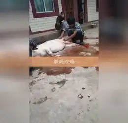 农村杀猪,一旁看的美女表情亮了高清在线观看百度视频