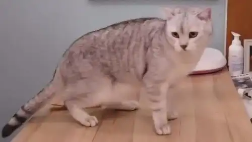 绝育公猫又被带去医院,害怕又要切蛋蛋,竟吓得发出母猫叫的声音