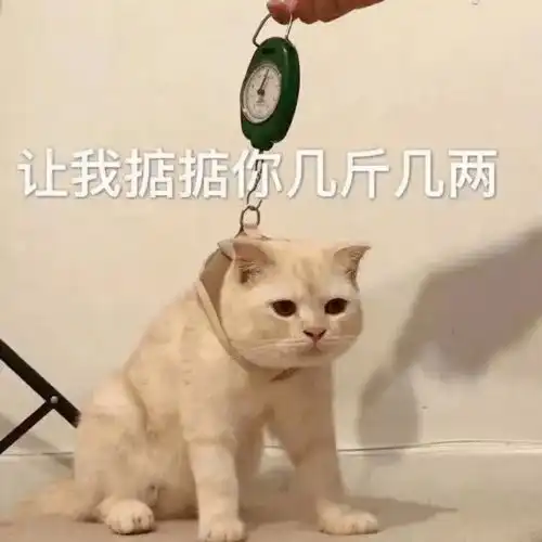 第68期喵表情内有69只萌猫,谨慎进入