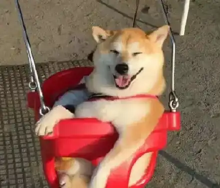 捕捉到一只荡秋千的柴犬,笑的好开心狗生快乐啊