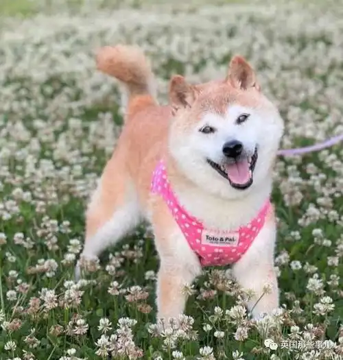 柴犬doge表情包的原型狗狗病危上月刚满17岁,全球网友都在祈祷