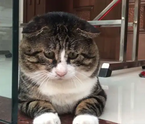 猫能丑成什么样子看到第一张就笑喷了对不起,是在下输了...眼睛