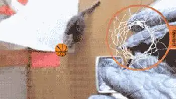 最搞笑gif猫咪动图火爆网络,快来收集一波表情包