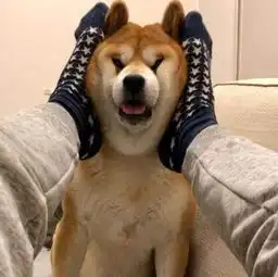 主人用脚捏柴犬的脸,柴犬慢慢变的痛苦,柴犬你觉得你这样对吗