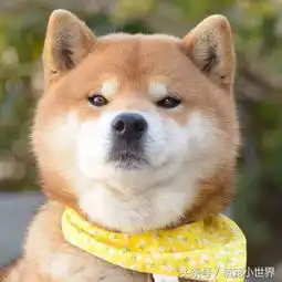 柴犬被主人摆出超爆笑表情,反差萌可爱样子超治愈
