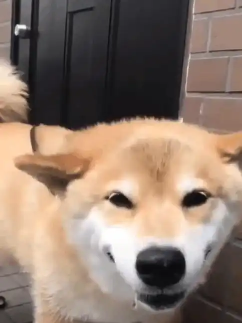 正喝水的柴犬看见宠主后,开心的笑了起来,幸福的样子让人羡慕