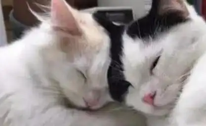 主人在写作业时,小奶猫陪主人一起不小心睡着了,表情太萌了