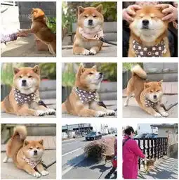 这只整天面无表情的柴犬,笑起来简直邪魅反差萌