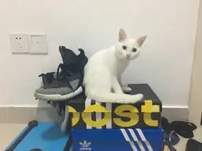 家里有头猫是什么体验