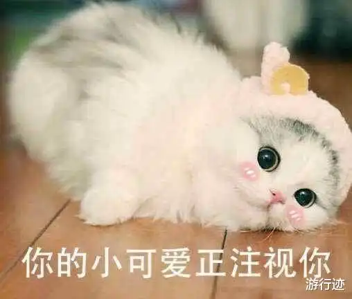 如果有来生,我想去日本猫岛做一只猫