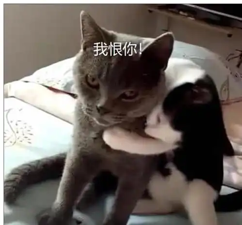 猫咪刚做完绝育,第二天就遇上曾经爱猫,猫咪的表情太逗了