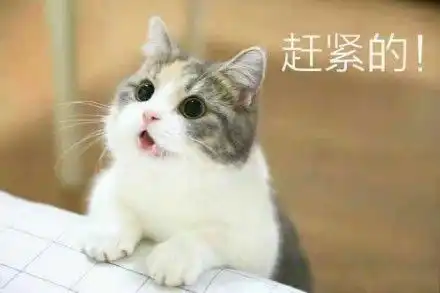 蓝色的猫表情包
