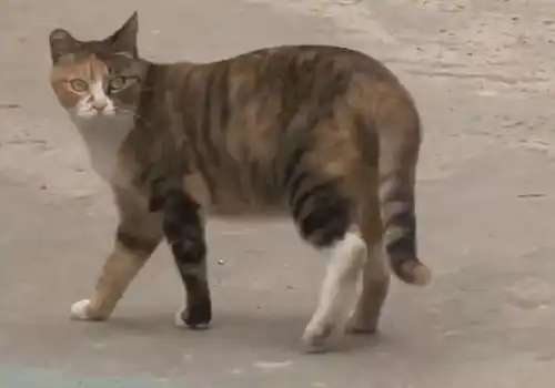 流浪猫坚持指路,路人跟随猫咪来到墙前,竟听到墙里传出鸭叫声