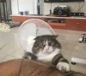 胖猫咪不小心掉下沙发,表情浮夸胜过二哈