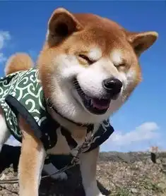 行走的表情包治愈系柴犬被喻微笑天使,灿笑暖人心