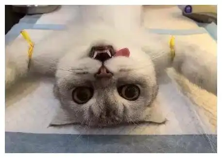 猫咪做完绝育手术去复查,躲在角落偷看主刀医生,表情往事不堪回首