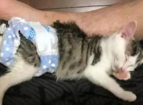 不愿给猫咪做绝育手术,主人用这么奇葩的方法解决,喵我选绝育