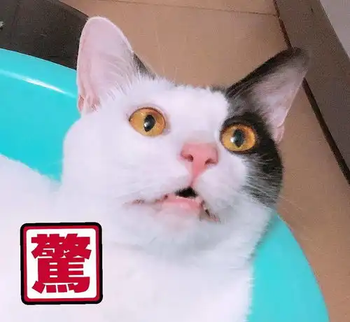 猫咪听见要绝育,瞬间吓成了表情包了