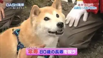 我的表情包去世了再见小柴
