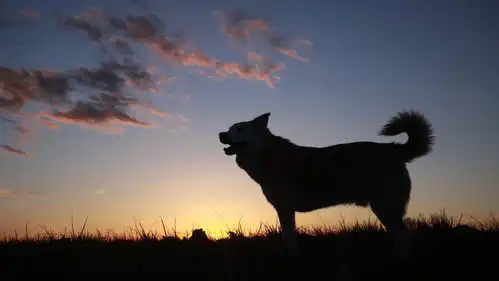 网络知名柴犬cheems去世,网友原来用的表情包是它