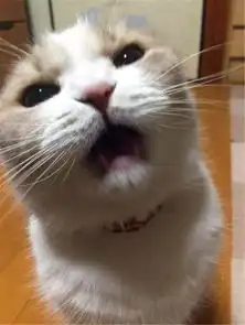 主人忘了给猫咪买小鱼干,结果猫咪看到食物这反应,成精了