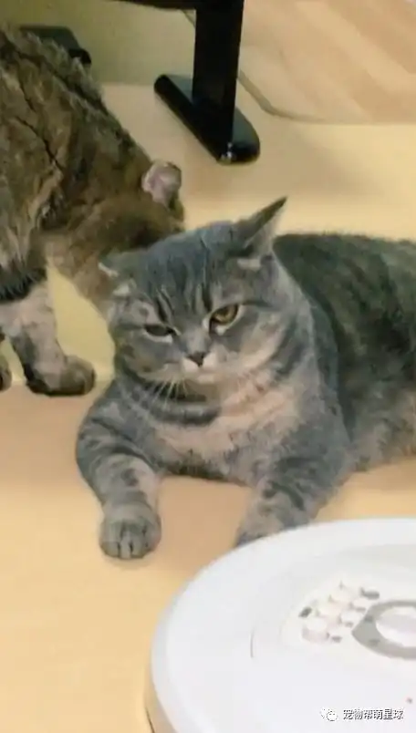 大眼萌猫用一年半的时间蜕变成厌世大叔,网友岁月是把猪饲料