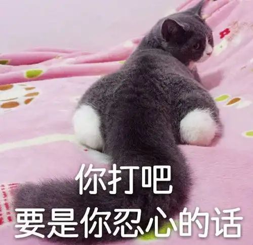 春天来了,一年四季怎么养猫这份秘籍偷偷分享给你