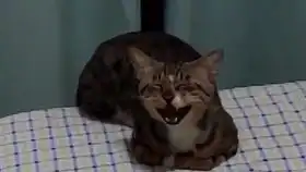 先森,这么软萌的小奶猫不吸一口嘛
