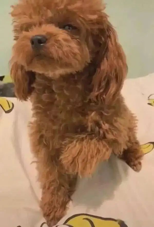 小泰迪狗尿床了,主人让狗狗罚站,狗狗的反应笑翻了