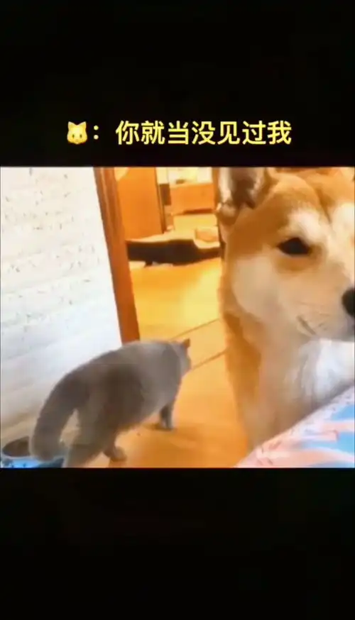 偷偷摸摸的,猫咪回头的表情绝了