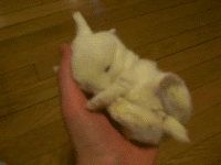 搞笑gif两只可爱的小熊猫,你更喜欢哪一个