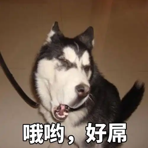 哈士奇自己学会了跑酷,主人要是看见,免不了挨一顿揍
