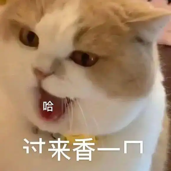 第76期喵表情自从铲屎的养了俩猫,家里每天上演甄嬛传...