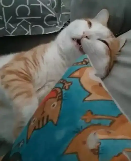 猫咪做绝育还没醒,被主人丢在沙发上,晚上到家一看这猫死了