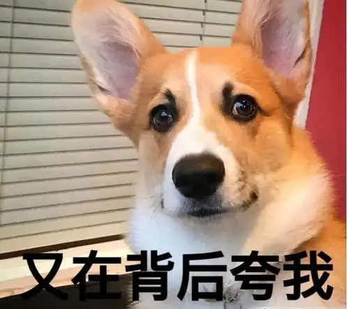 拥有一只柯基,就相当于拥有5种不同的养狗体验感